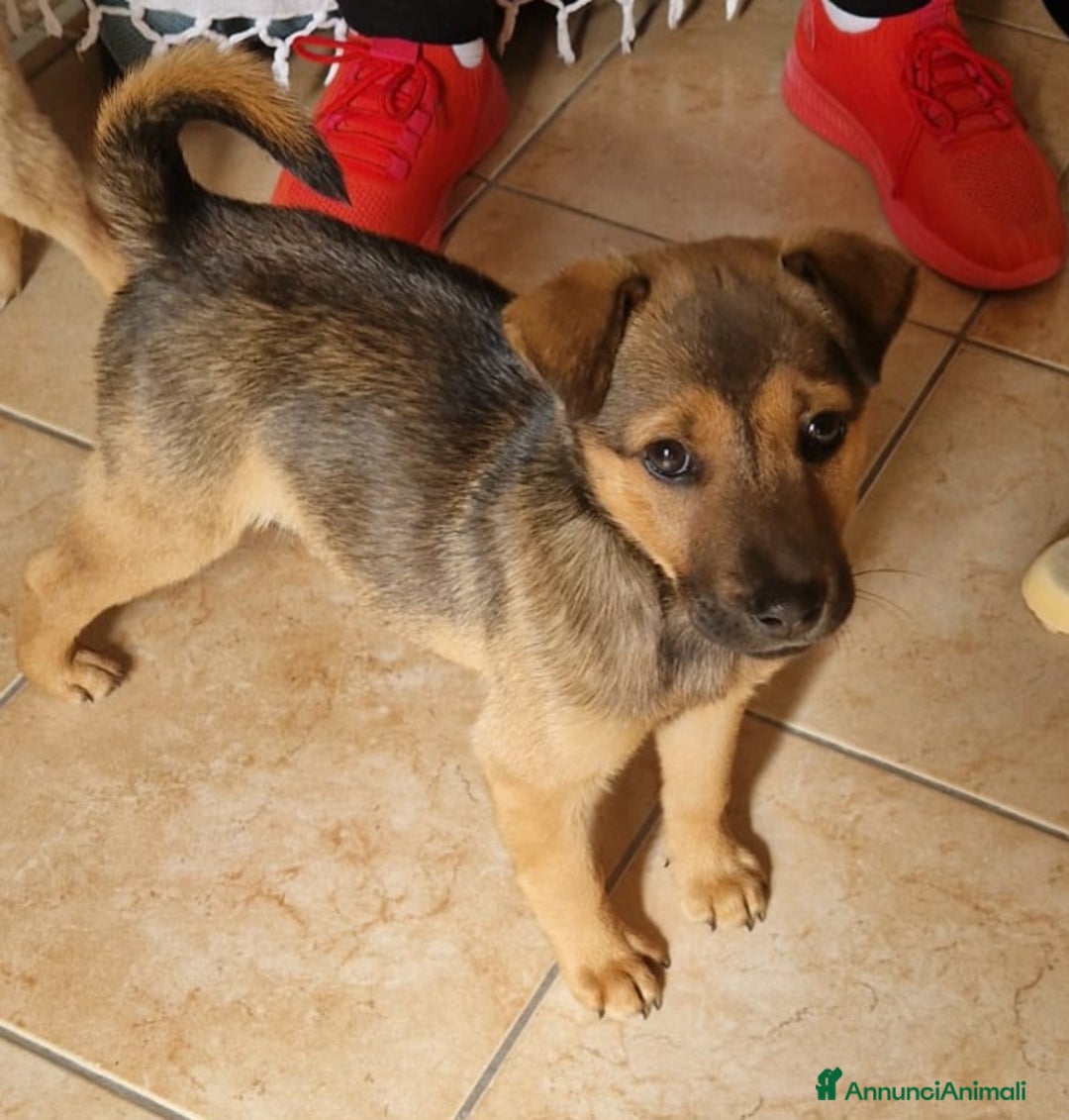 Meticcio cani in regalo: PEDRO E PIA - Annuncio 4