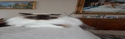 Ragdoll gatti in vendita: Ceduti bellissima femmina sterilizzata  - Annuncio 1