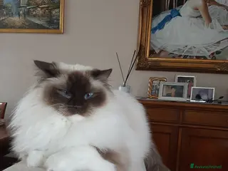 Ragdoll gatti Ceduti bellissima femmina sterilizzata - Annuncio 1