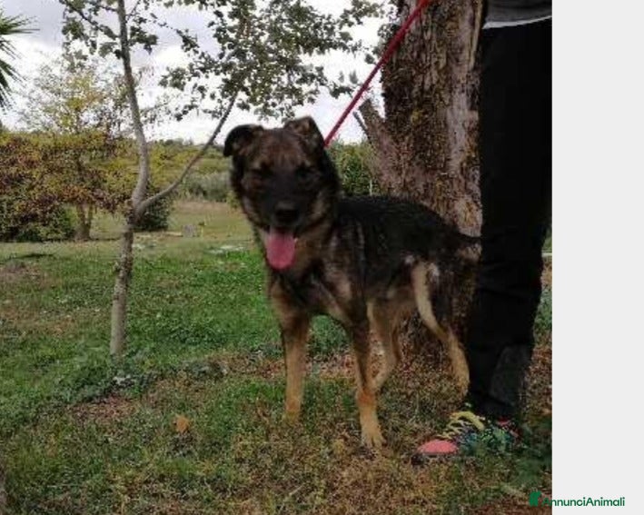 Meticcio cani Hermes, dolcissimo, taglia media  a Roma - Annuncio 17