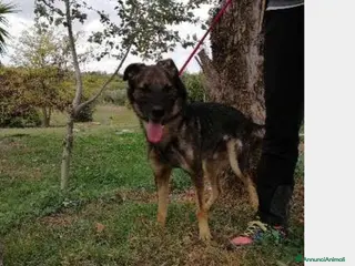 Meticcio cani Hermes, dolcissimo, taglia media a Roma - Annuncio 10