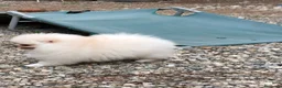 Volpino Pomerania cani in vendita: Volpino di Pomerania  - Annuncio 7
