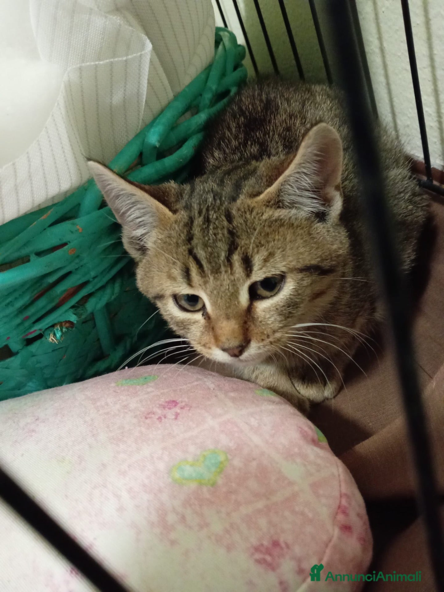 Europeo gatti gattino 2 mesi cerca casa❤️ - Annuncio 8