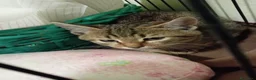 Europeo gatti in regalo: gattino 2 mesi cerca casa❤️ - Annuncio 1
