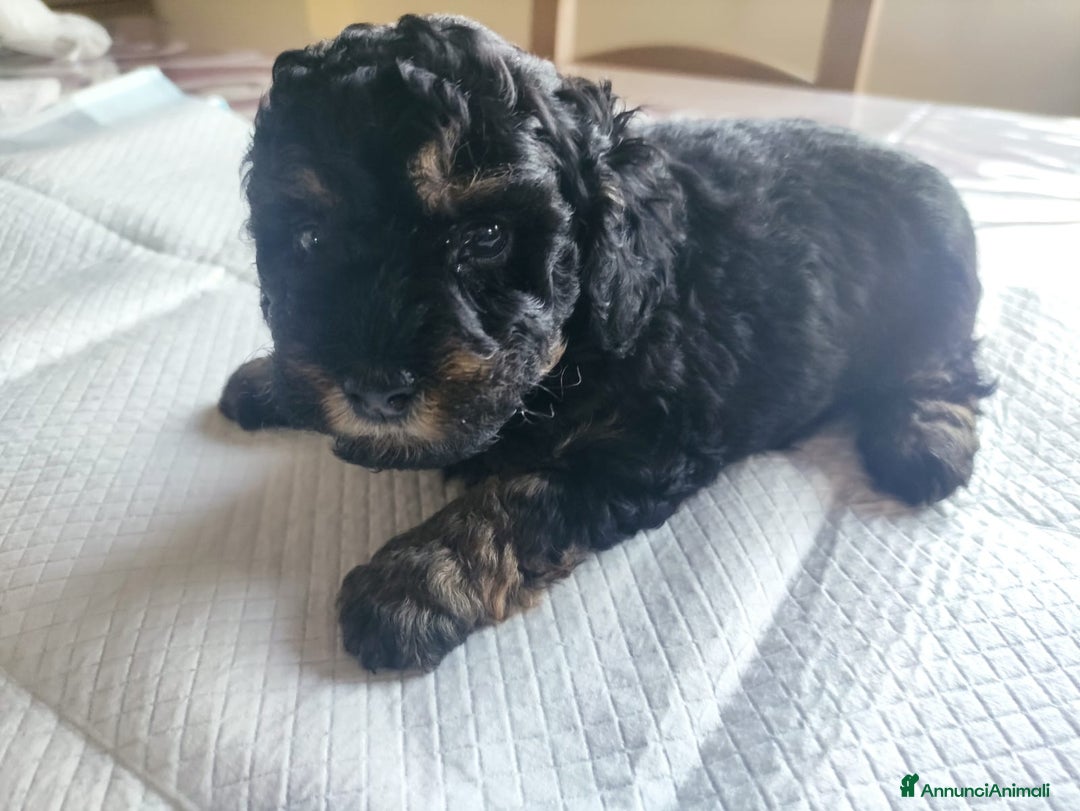 Barboncino Toy cani in vendita: Barboncino Toy Phantom  - Annuncio 4