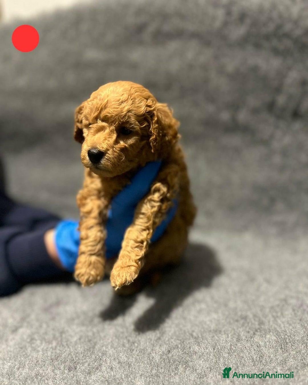 Barboncino Toy cani in vendita: 🏆 Cuccioli di barboncino ❤️Pronti a partire a Città metropolitana di Roma Capitale - Annuncio 14