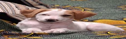 Meticcio cani in regalo: Vaniglia dolce cucciola cerca casa tg media - Annuncio 2