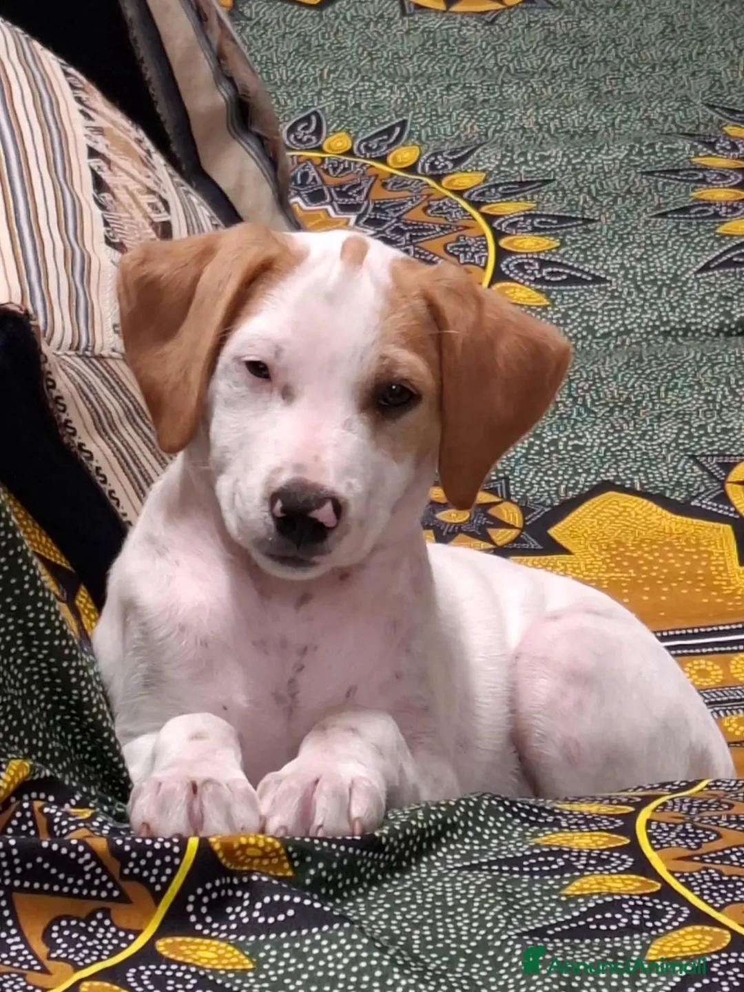 Meticcio cani in regalo: Vaniglia dolce cucciola cerca casa tg media - Annuncio 2