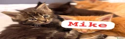 Maine Coon gatti in vendita: Cuccioli di Maine Coon disponibili - Annuncio 8