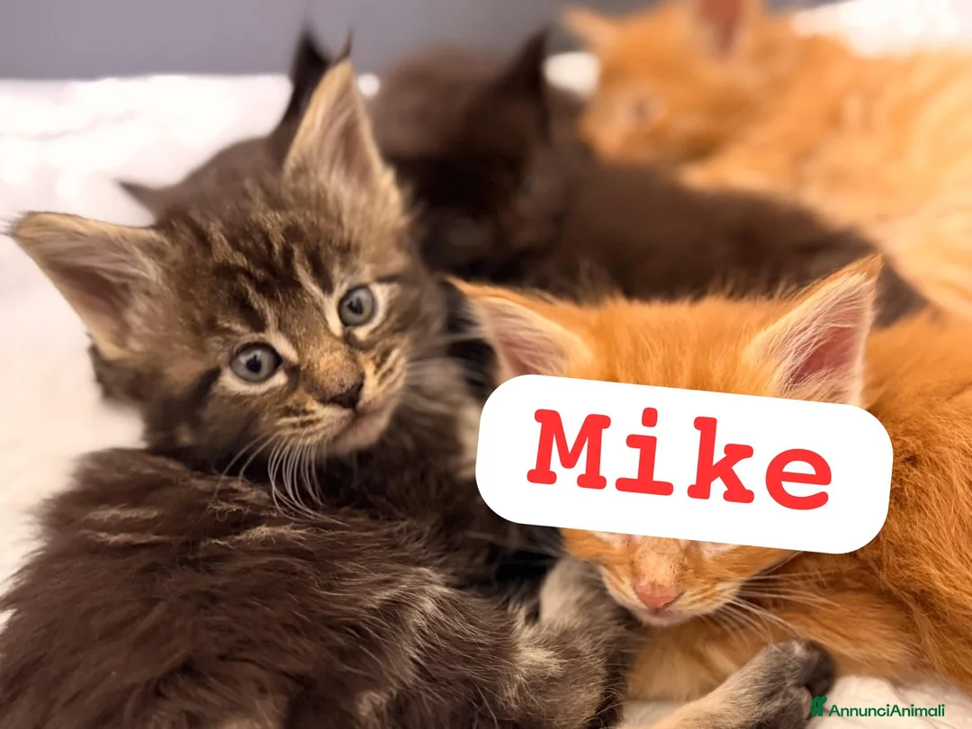 Maine Coon gatti in vendita: Cuccioli di Maine Coon disponibili - Annuncio 8