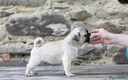 Carlino cani in vendita: Carlino- cucciolo Allevamento ENCI-FCI Pedigree a Provincia di Arezzo - Immagine 2