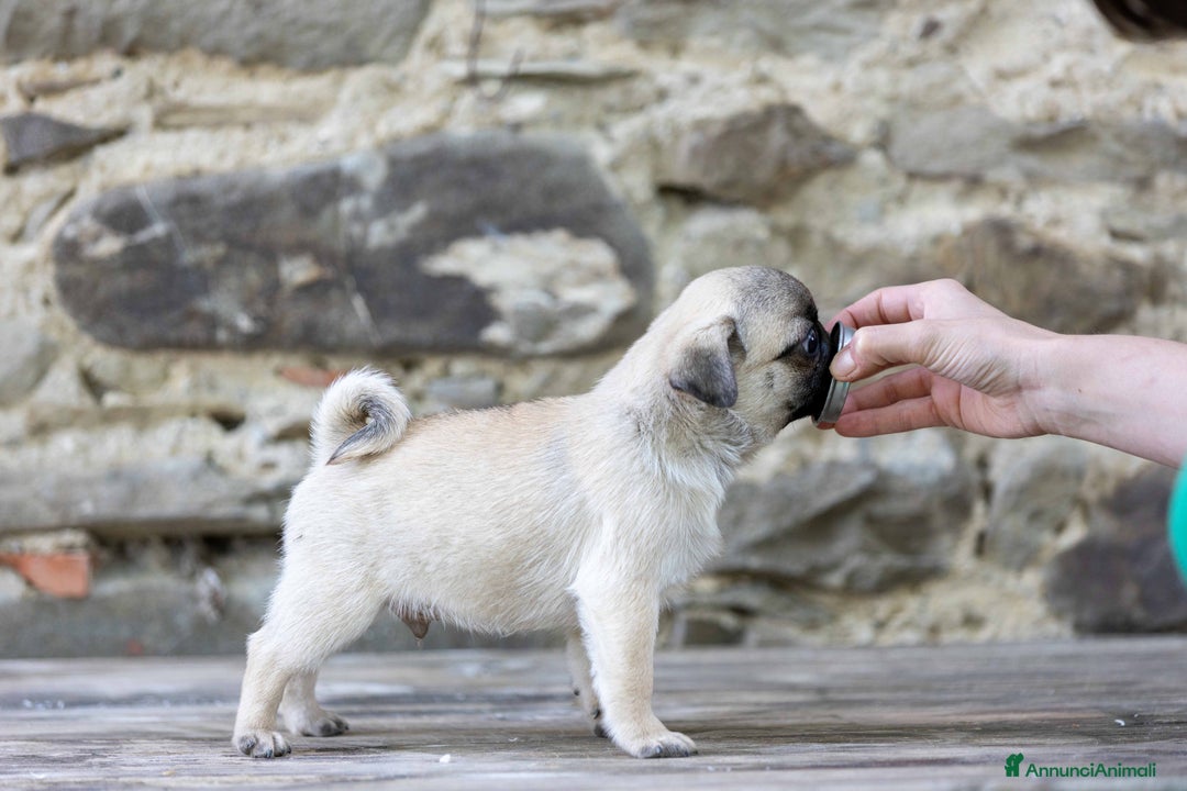 Carlino cani in vendita: Carlino- cucciolo Allevamento ENCI-FCI Pedigree a Provincia di Arezzo - Immagine 2