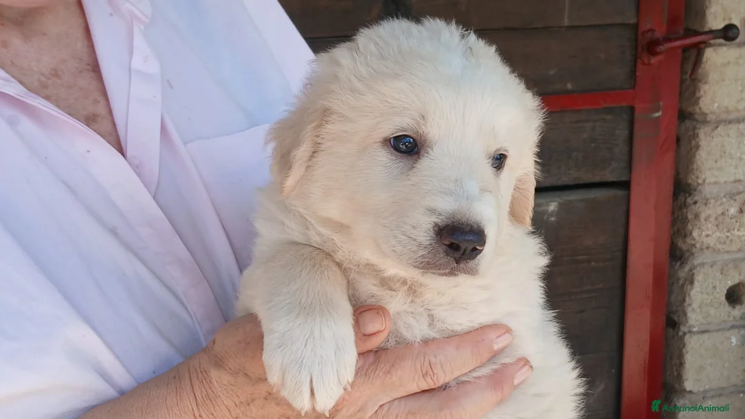 Meticcio cani in regalo: SANSA CUCC. MAREMMANO CERCA LA SUA MAMMA  - Annuncio 2