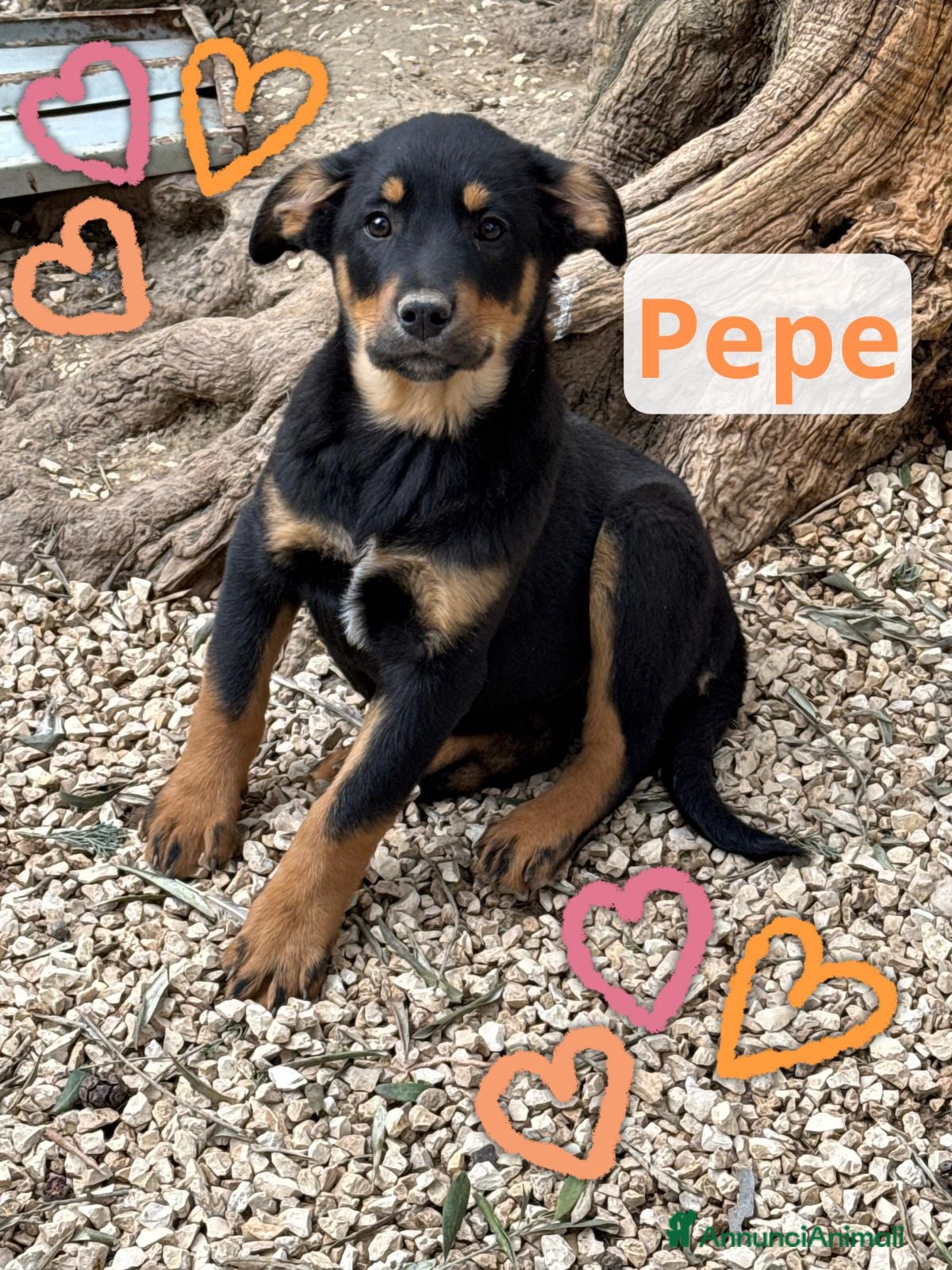 Meticcio cani Pepe  - Annuncio 39