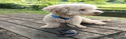 Barboncino cani per accoppiamento: Barboncino per accoppiamento  - Annuncio 4