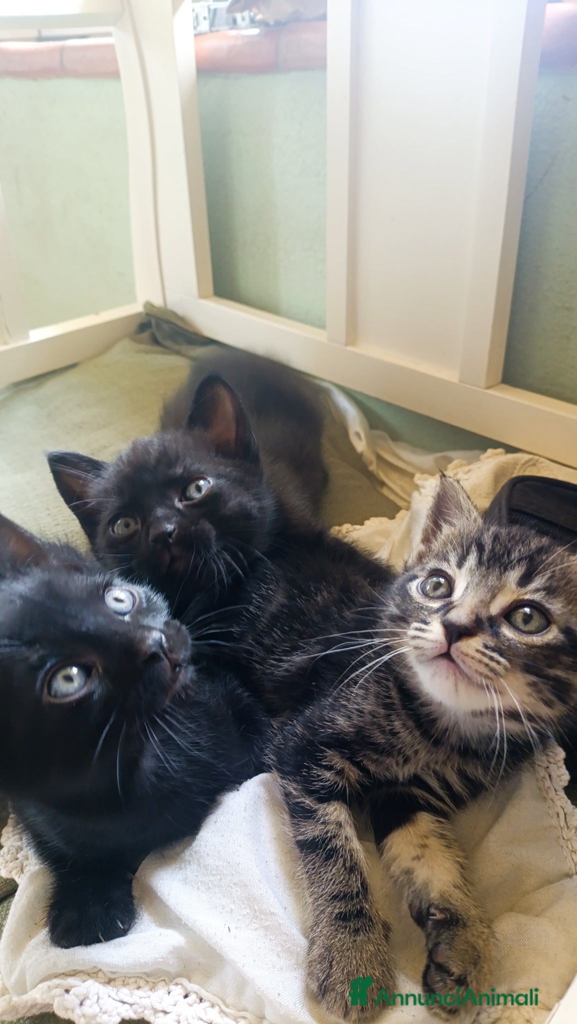 Europeo gatti in vendita: Vendita gattini  - Annuncio 1