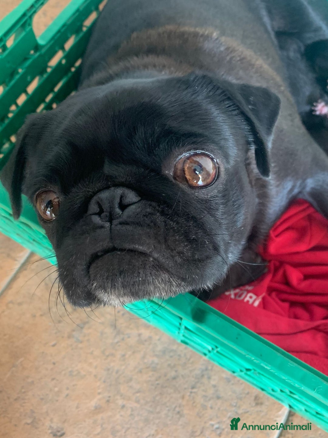 Carlino cani in vendita: Cuccioli di carlino nero  - Annuncio 1