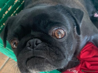 Carlino cani Cuccioli di carlino nero - Annuncio 38