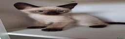 Siamese gatti in vendita: Gattini siamesi - Annuncio 1