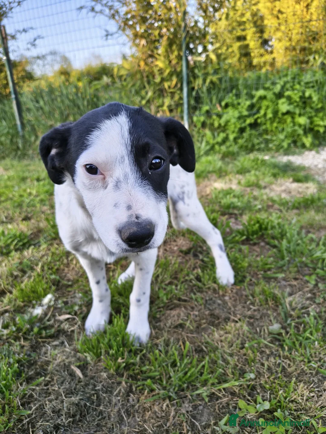Meticcio cani in regalo: ETTORE 🧡 NANA 🤍 PIXEL 🖤 4Mesi - Annuncio 2