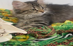 Siberiano gatti in vendita: Vendesi gattini Siberiani  - Immagine 1