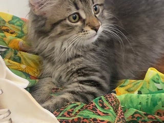 Siberiano gatti Vendesi gattini Siberiani - Annuncio 23