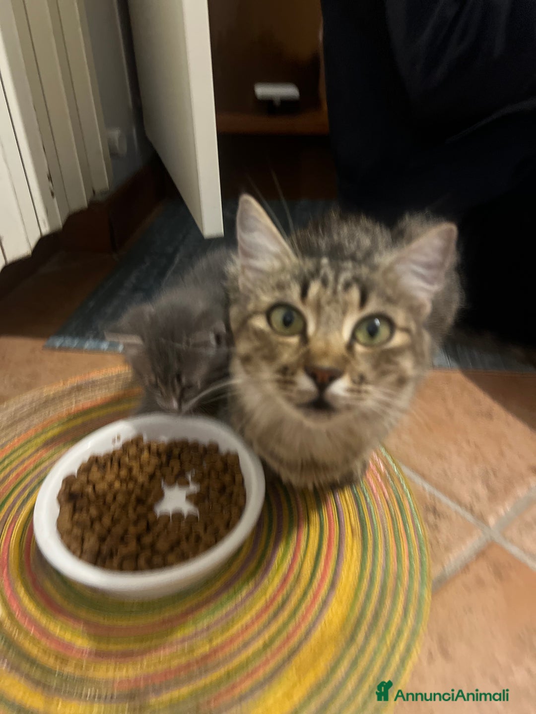 Altre razze gatti in regalo: Pepe maschio - Annuncio 4