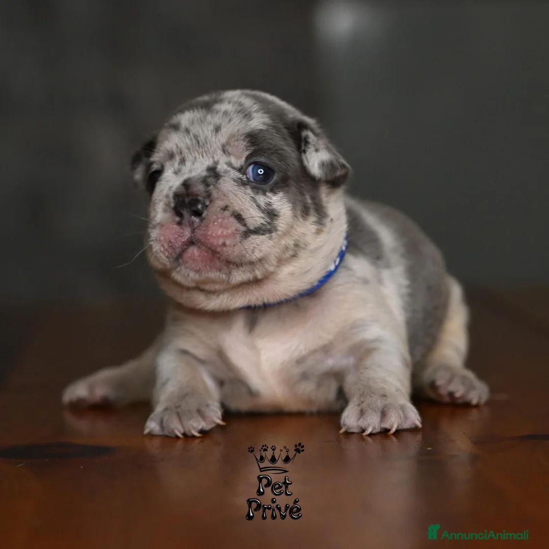 Bulldog Francese cani in vendita: Cuccioli di bulldog francese - Annuncio 12