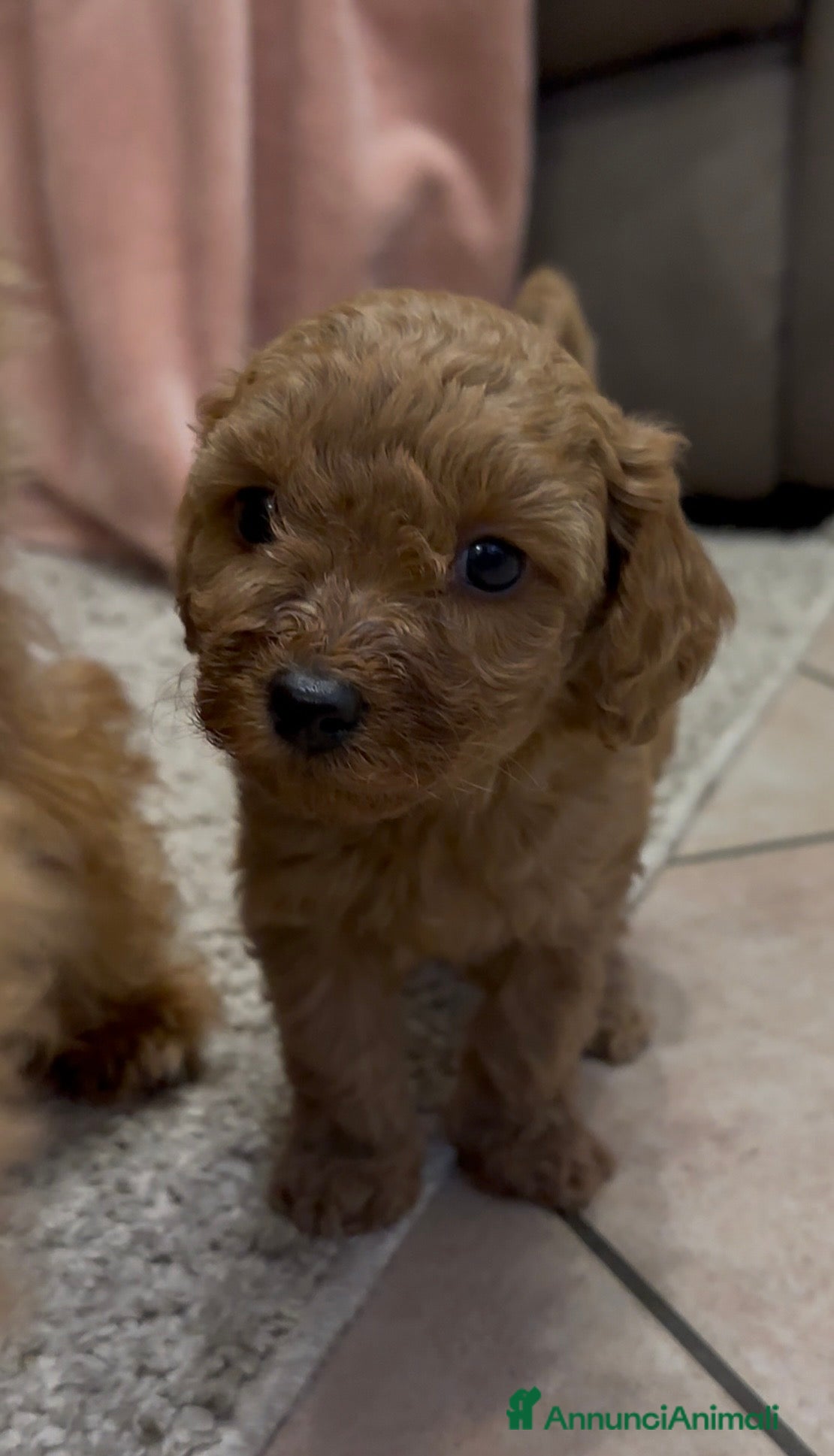 Barboncino cani Barboncino nano❤️ - Annuncio 1