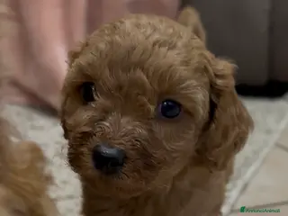 Barboncino cani Barboncino nano❤️ - Annuncio 33