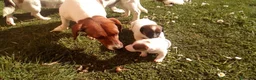Jack Russell cani in regalo: In regalo jack Russell  a Provincia di Viterbo - Annuncio 3