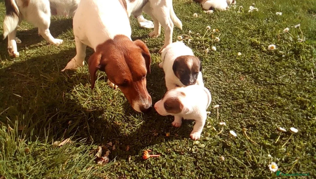Jack Russell cani in regalo: In regalo jack Russell  a Provincia di Viterbo - Annuncio 3