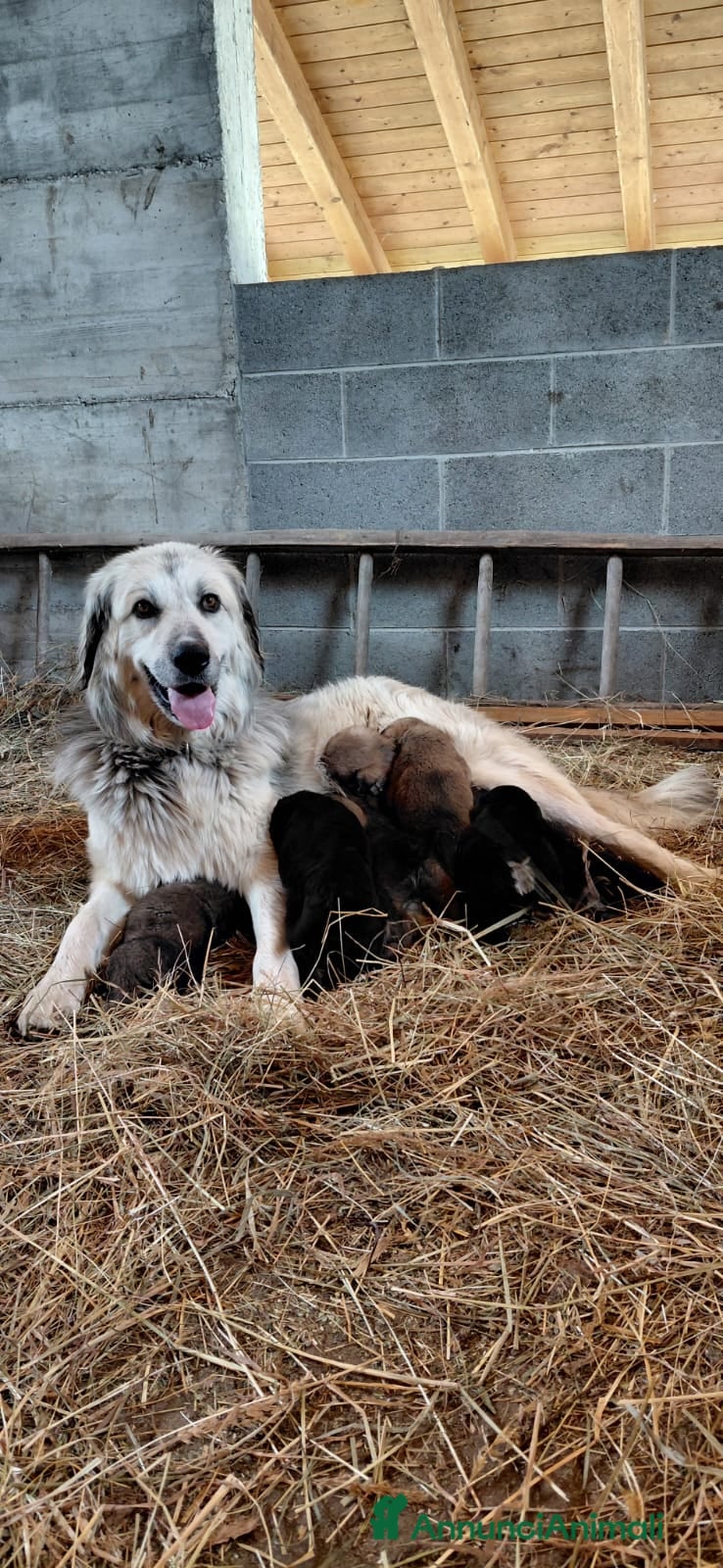 Meticcio cani in vendita: 10 cuccioli cercano casa  - Annuncio 6