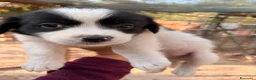 Meticcio cani in regalo: DUPLO - Annuncio 1