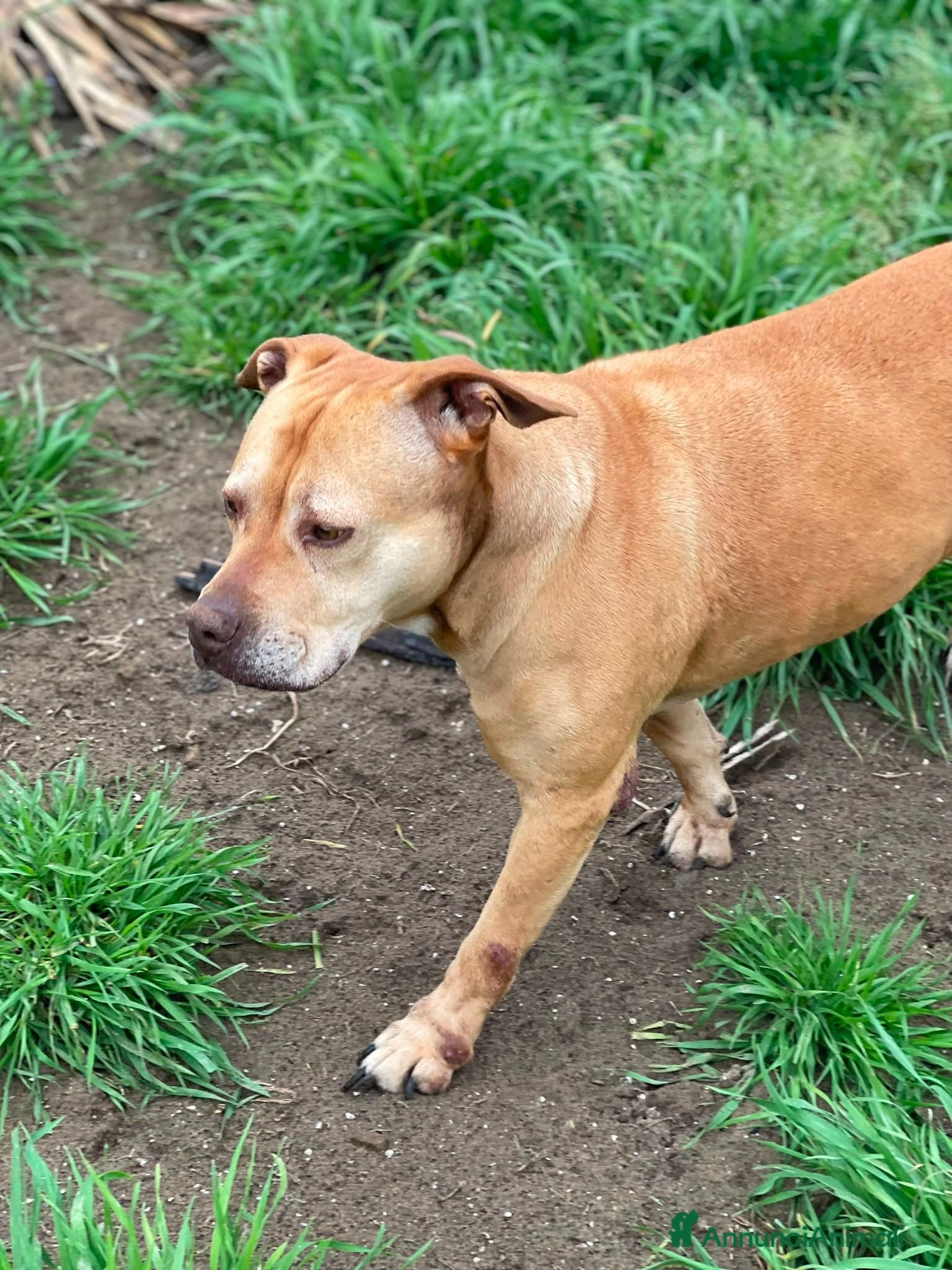 Pitbull cani Pitbull femmina 8anni quasi tutti di canile!NAPOLI - Annuncio 3