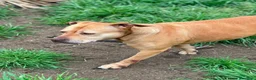 Pitbull cani in regalo: Pitbull femmina 8anni quasi tutti di canile!NAPOLI - Annuncio 1