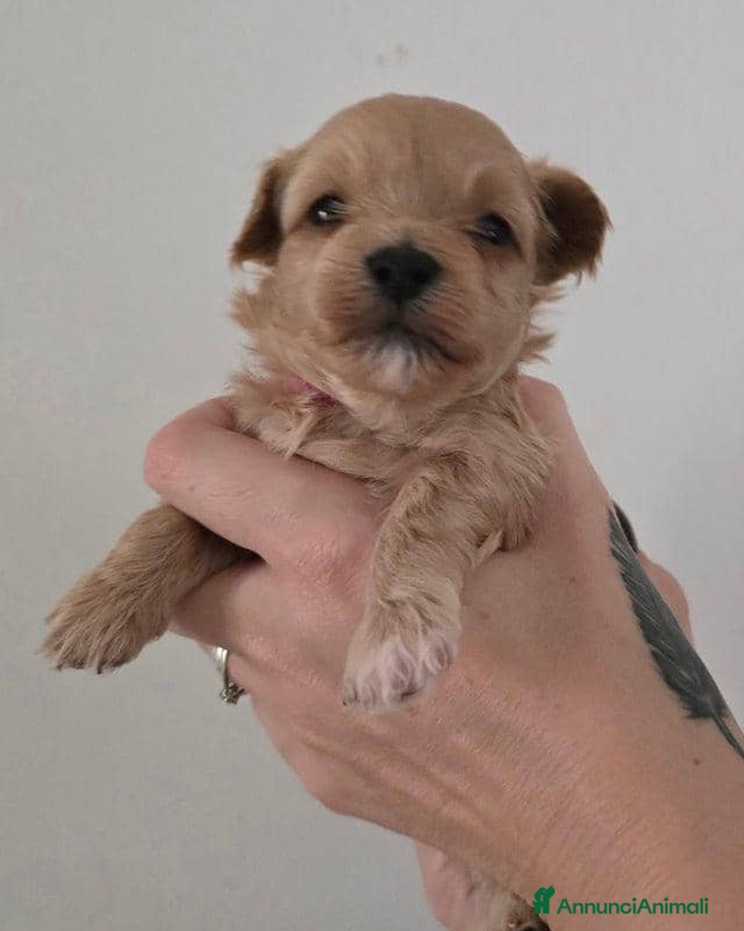 Meticcio cani in vendita: Cuccioli di Maltipoo F1 (2f) - Annuncio 6