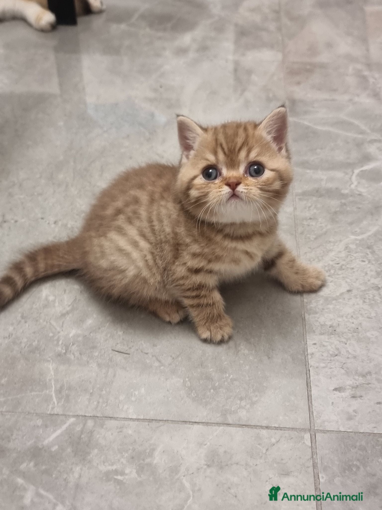 Scottish gatti Scottish Straight  - Annuncio 9