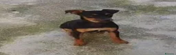 Meticcio cani in regalo: Maschietto meno di 1anno kg4 URGENTE SALVEZZA!! - Annuncio 1