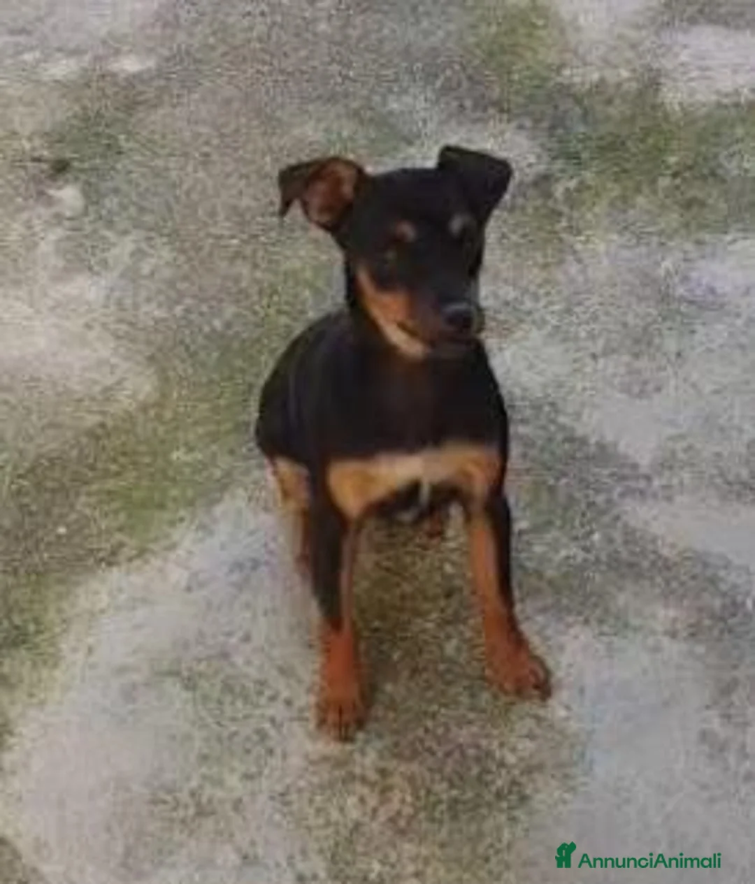Meticcio cani in regalo: Maschietto meno di 1anno kg4 URGENTE SALVEZZA!! - Annuncio 1