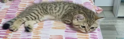 Scottish gatti in vendita: Cuccioli razza scottish straight e fold - Annuncio 3