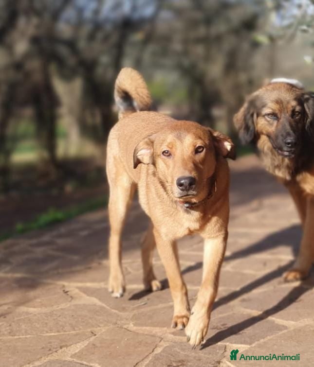 Meticcio cani AKIKO occhioni timidi e buoni a Pomezia - Annuncio 2