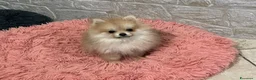 Spitz cani in vendita: Pomerania femmina miniatura - Annuncio 2