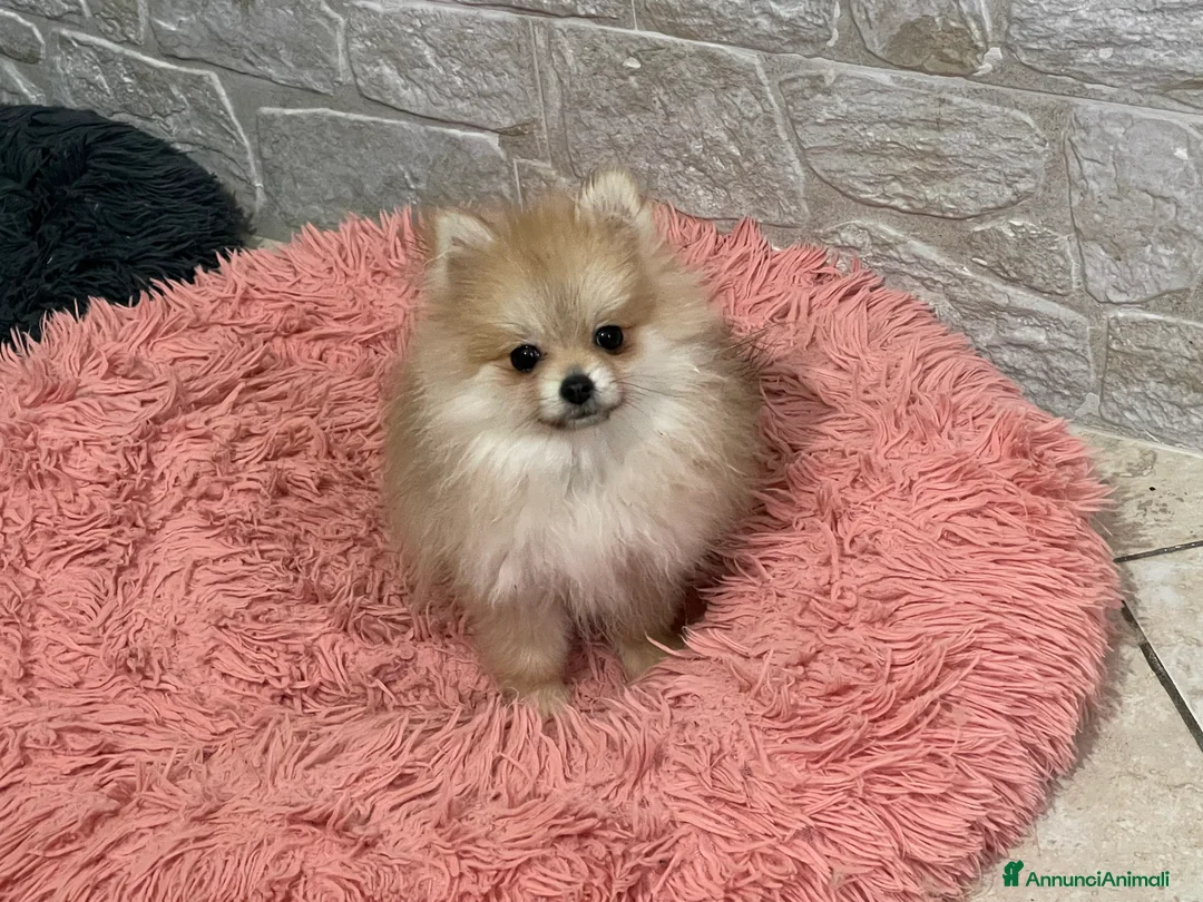 Spitz cani in vendita: Pomerania femmina miniatura - Annuncio 2