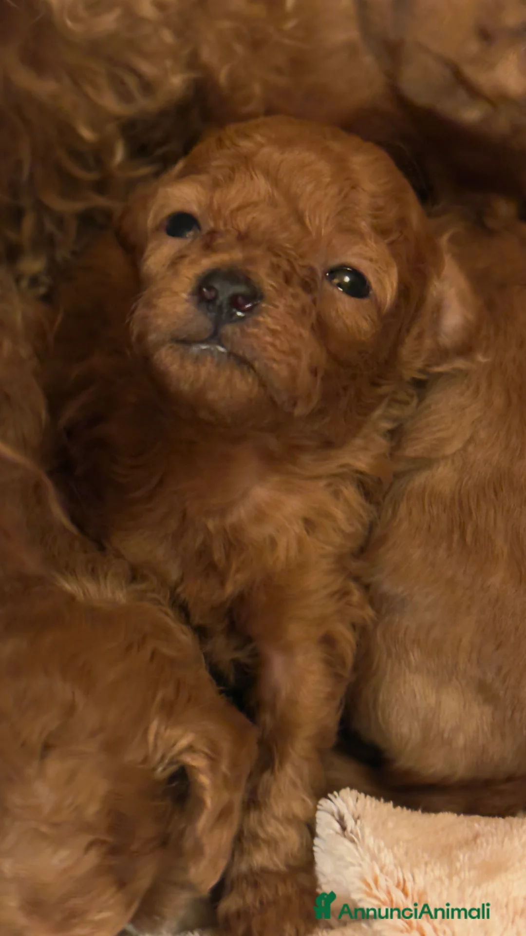 Barboncino Toy cani in vendita: Cuccioli barbone toy color Fulvo - Annuncio 1
