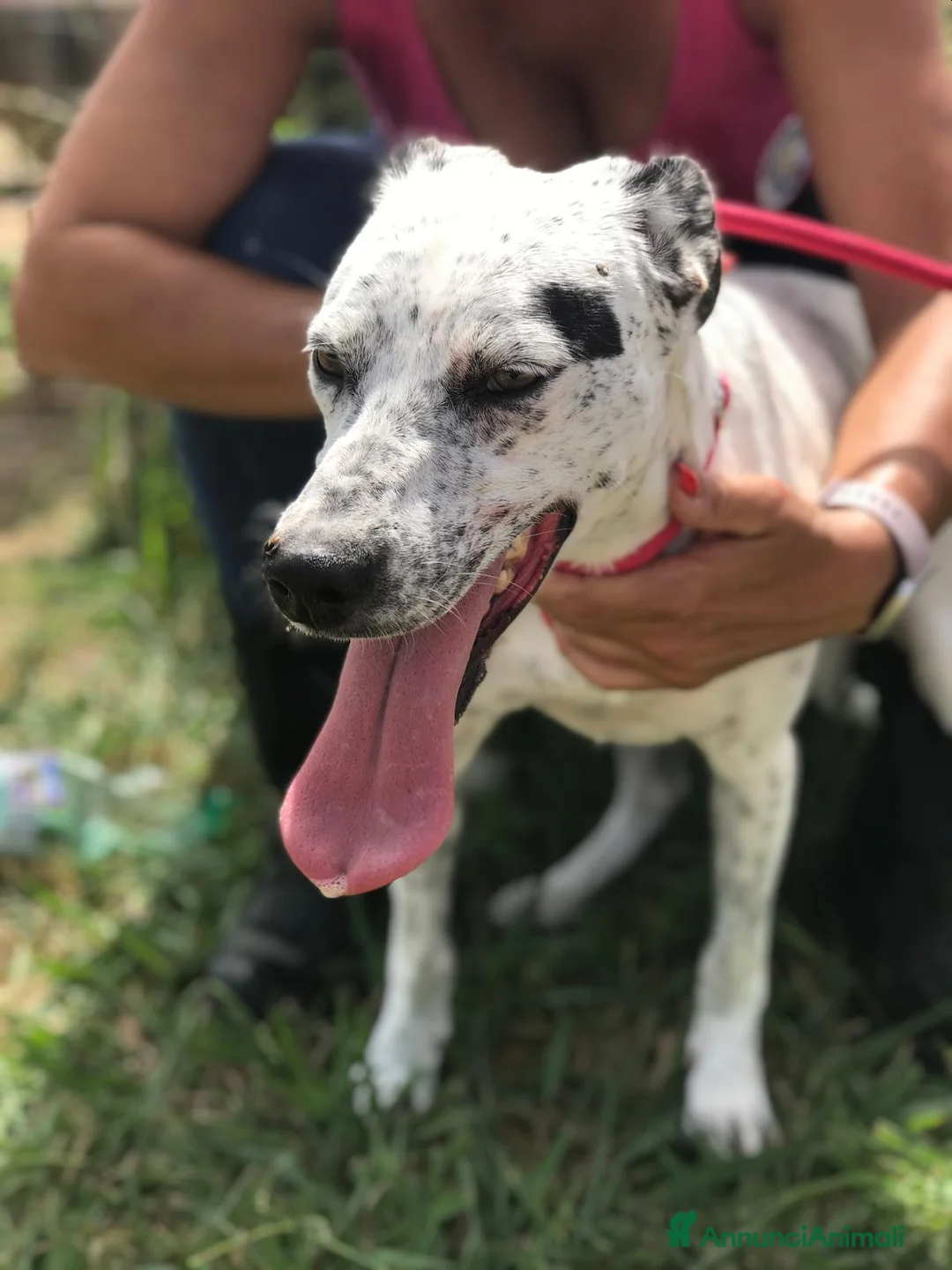 Pointer cani in regalo: DAILA, pointerina simpaticissima a Provincia di Latina - Annuncio 2