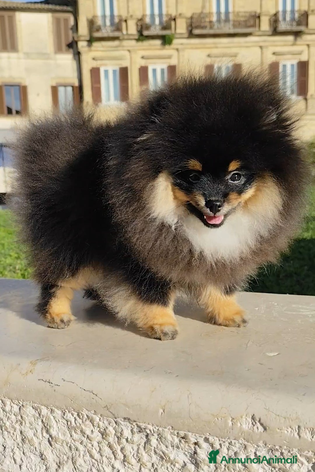 Volpino Pomerania cani in vendita: Spitz di Pomerania con pedigree  - Annuncio 3