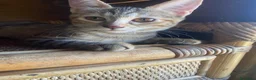 Europeo gatti in regalo: TRE SPLENDIDI FRATELLINI DI DUE MESI - Annuncio 7