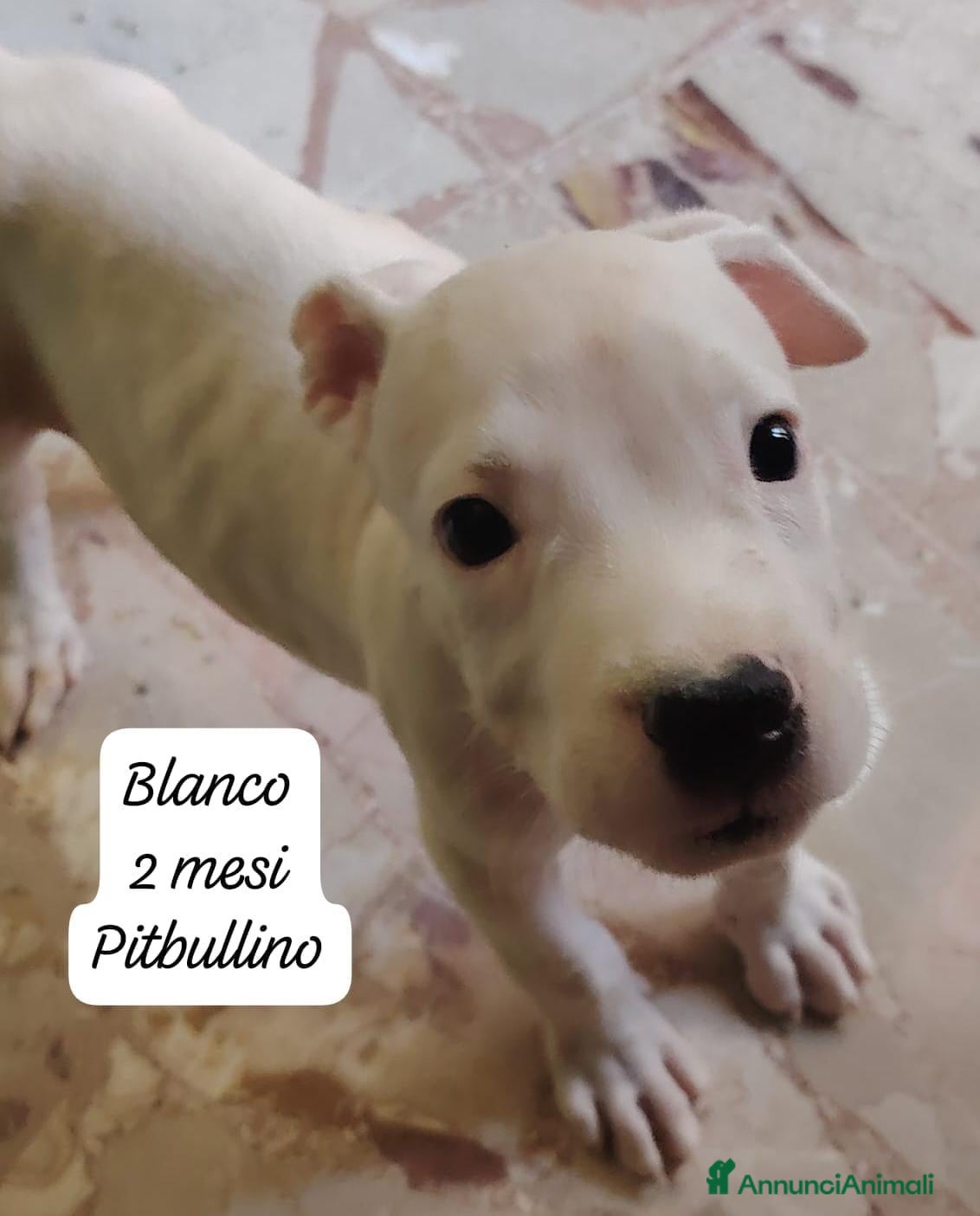 Meticcio cani Cuccioli, non hanno chiesto di nascere  - Annuncio 11