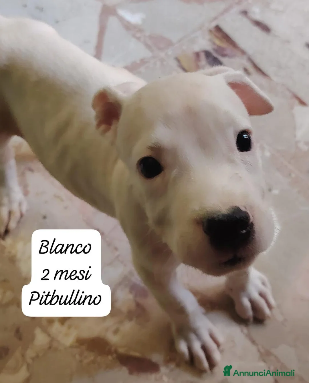 Meticcio cani in regalo: Cuccioli, non hanno chiesto di nascere  a Provincia di Brescia - Annuncio 1